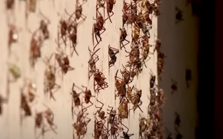 صراصير المورمون تغزو المدن الأمريكية